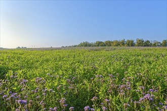 Field meadow with phacelia (bee pasture, bee friend, tufted beauty or tufted flower) at sunrise,