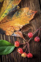 A close up picture of a yellow maple leaf and a twig of crabapples and a green leaf on old wood