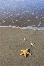 Starfish on the beach