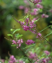 Indian indigo (Indigofera tinctoria)