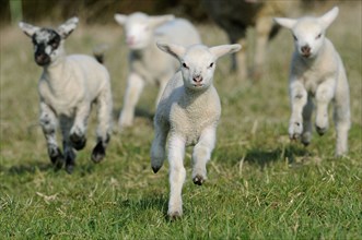 Merino sheep, lambs, sheep, sheep, lamb