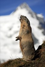 Alpine Marmot (Marmota marmota), Grossglockner, national park Upper Tauern, Austria, alps, side,