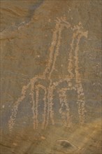 Rock engravings of two giraffes from the Neolithic period, Sabu, Nubia, Sudan, Africa