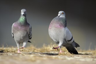 City pigeons, feral domestic pigeon