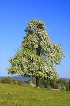 Pear tree in bloom ( Pyrus communis) , Pear, Switzerland, Europe