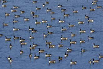 Canada Geese (Branta canadensis), Northumberland national park, England