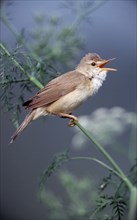 Marsh Warblers (Acrocephalus palustris) singing, Lower Saxony, Germany, Europe