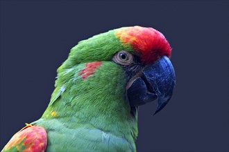 Red-fronted Macaw (Ara rubrogenys)