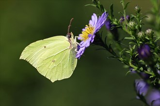 Brimstone (Gonepteryx rhamni), Lower Saxony, Germany, side, Europe