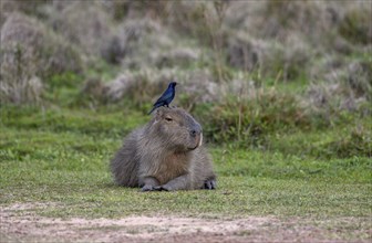 Capybara (Hydrochoerus hydrochaeris) with bird on his head, Cambyretá, Esteros del Iberá,