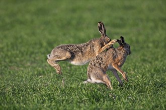 European hares (Lepus europaeus) boxing, fighting in the field during the breeding season, Germany,