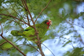 Cuba Amazon, Grand Cayman, Cayman Islands (Amazona leucocephala), Caribbean