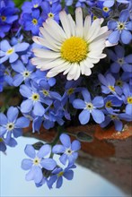 Common daisy (Bellis perennis) and forget-me-not (Myosotis sylvatica), memorial