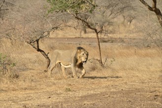 Asiatic Lion (Panthera leo persica), male, Gir Interpretation Zone, Gir Forest National Park, Gir