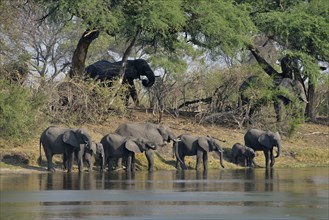 Elephant (Loxodonta africana) herd drinking at the Cuando River, Bwabwata National Park, Zambezi