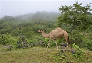 Dromedary (Camelus dromedarius) crossing the green mountains during monsoon season, or Khareef