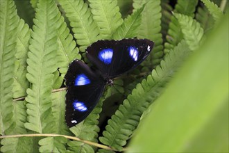 Large egg fly (Hypolimnas antevorta)