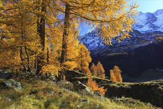 European larches ( Larix decidua) Larch, larch, larch forest, larch forest, Valais, Switzerland,