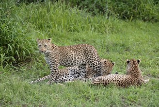 Leopards (Panthera pardus), female with youngs, Sabie Sand Game Reserve, South Africa, Africa