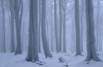 Beech forest in winter (Fagus sylvatica), Hohe Meißner nature park Park, Hesse, Germany, Europe