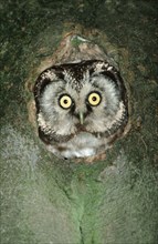 Tengmalm's owl (Aegolius funereus) looks from nesting cave, Lower Saxony, Germany, Europe