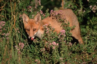 Red fox (Vulpes vulpes), young animal, Hesse, Germany, Europe