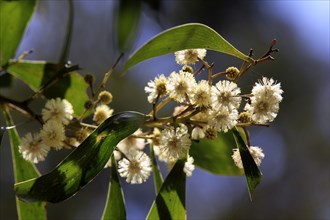 Red-budded Mallee, Alice Springs, Australia (Eucalyptus pachyphylla)