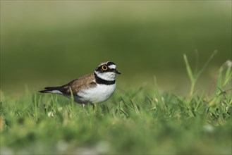 Little Ringed Plover (Charadrius dubius), Austria, Europe