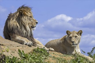 African lioness and male lion (Panthera leo) in pride resting on top of rock