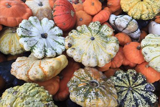 Ornamental pumpkins, ornamental pumpkin, pumpkin