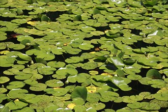 Water lily leaves ( Nymphea spec.) , Seleger Moor, Rifferswil, Switzerland, Europe