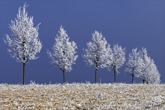 Deciduous trees with hoarfrost, Baden-Württemberg, Germany, Europe