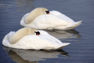 Mute Swans (Cygnus olor), pair, Germany, Europe