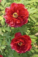 Peony (Paeonia foemina), peony rose, peony, peony family, Paeonaceae