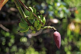 Banana tree, Nosy Komba (Musa sapientum), Madagascar, Africa