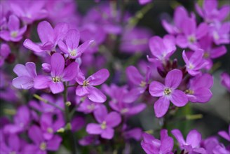 Garden rockcress (Arabis caucasica)