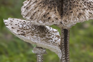 Two parasol mushrooms (Macrolepiota procera) in autumn, fall, close-up of caps