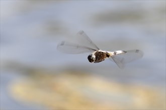 Lesser blue arrow (Orthetrum coerulescens), in flight, Peene Valley River Landscape Nature Park,