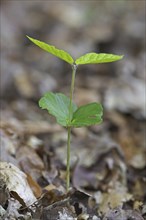 European beech (Fagus sylvatica), common beech seedling emerging on the forest floor in spring