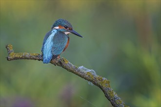 Common kingfisher (Alcedo atthis) Young bird, male, lying in wait, Middle Elbe Biosphere Reserve,