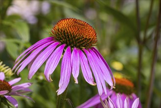 Coneflower (Echinacea), purple, flowering in the garden, Ternitz, Lower Austria, Austria, Europe