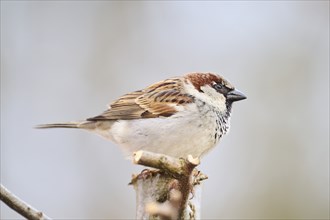 House sparrow (Passer domesticus) sitting on a little branch, Bavaria, Germany Europe