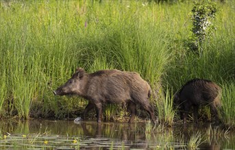 Wild boars (Sus scrofa), water, reeds, Lower Austria