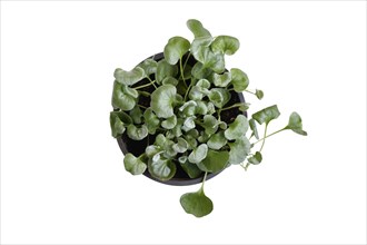 Top view of small 'Dichondra Argentea' plant in pot on white background