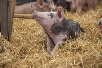 Piglets in species-appropriate husbandry, pigs in a fattening farm, Stuttgart, Baden-Württemberg,