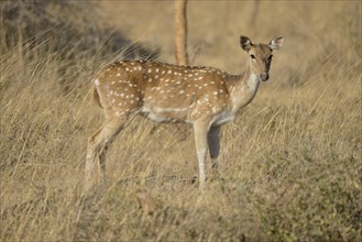 Chital, Cheetal or Axis Deer (Axis axis), female, Gir Forest National Park, Gir Sanctuary, Gujarat,