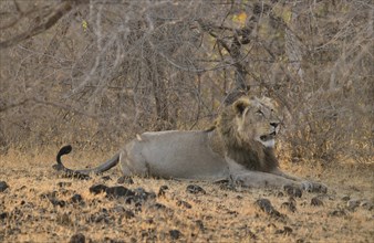 Asiatic Lion (Panthera leo persica), male, Gir Forest National Park, Gir Sanctuary, Gujarat, India,