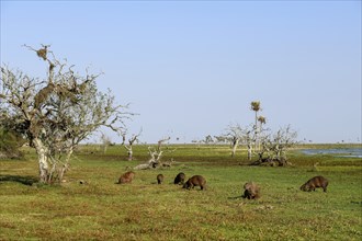 Capybaras (Hydrochoerus hydrochaeris), Estancia El Socorro, near Colonia Carlos Pellegrini, Esteros