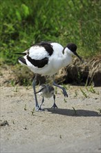 Avocet with chicks, Black capped avocet (Recurvirostra avosetta), Avocet, Netherlands