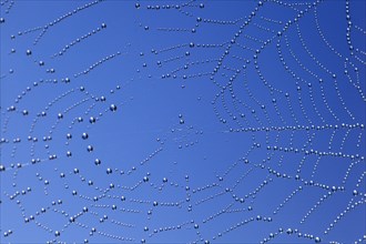 Dewdrops in spider web, Switzerland, Europe